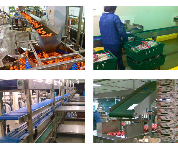 Fruit production conveyors